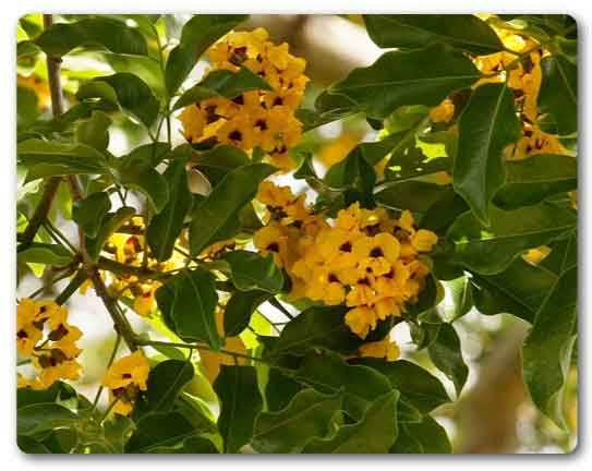 Andaman and Nicobar state tree, Andaman Padauk, Pterocarpus dalbergioides